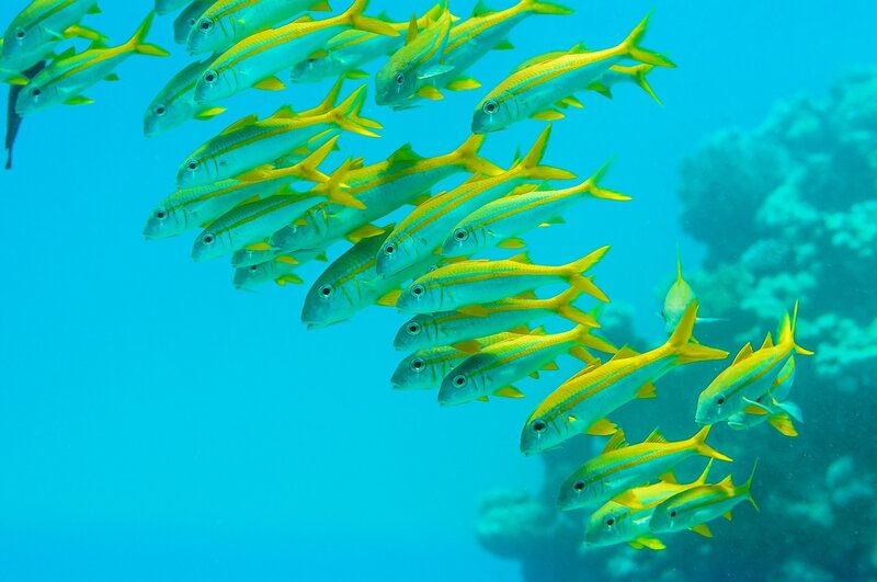School of Yellow Fish — Blue