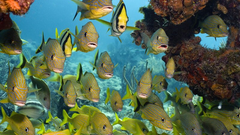 School of Yellow Fish — Calm, Photograph, Coral Reef