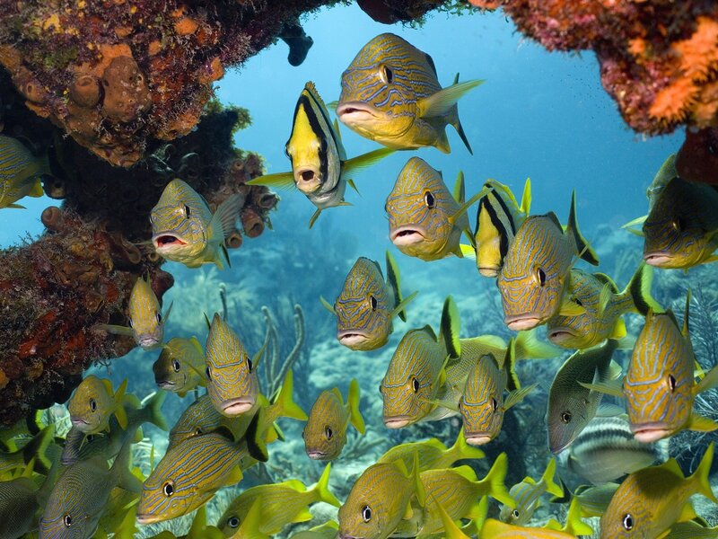 School of Yellow Fish — Calm, Photograph, Coral Reef, Underwater
