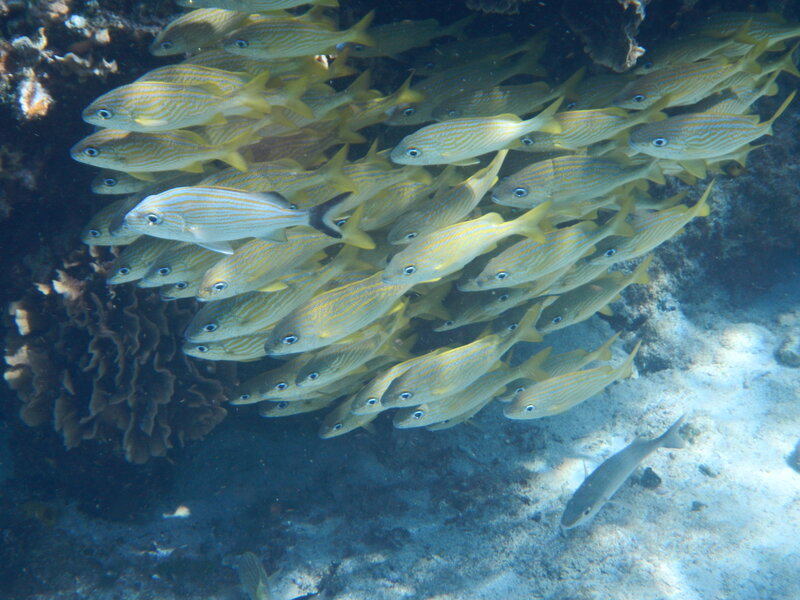 School of Yellow Fish — Calm