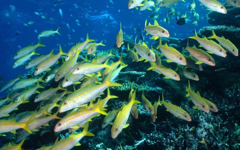 School of Yellow Fish — Coral Reef
