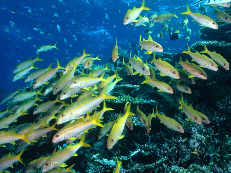 School of yellow fish near coral reef