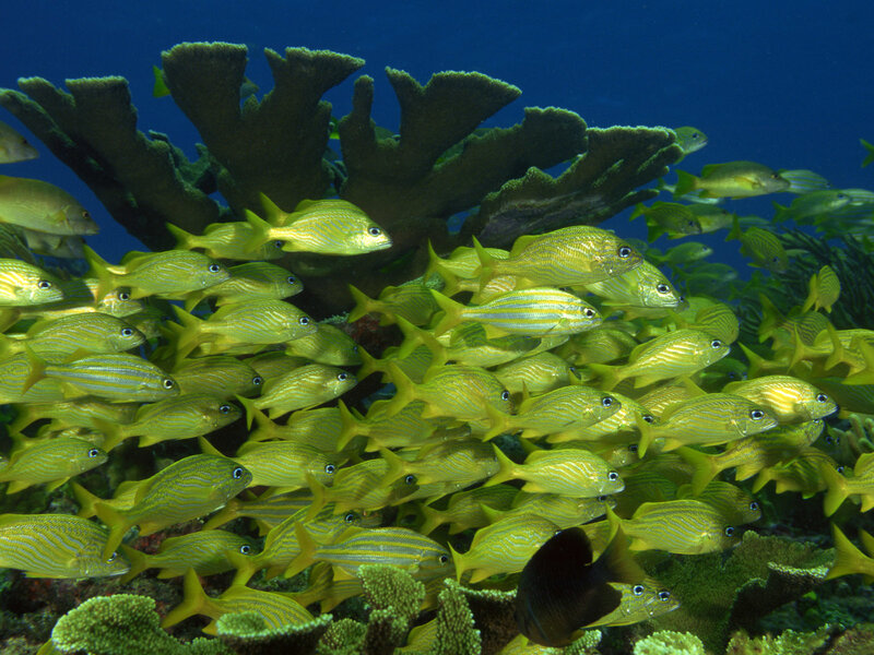School of Yellow Fish — Serene, Photograph, Coral Reef