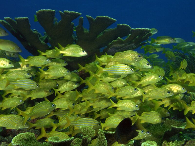 School of Yellow Fish — Serene, Photograph, Coral Reef, Underwater