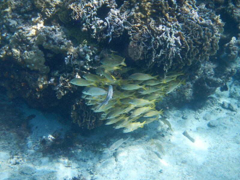 School of Yellow Fish — Serene