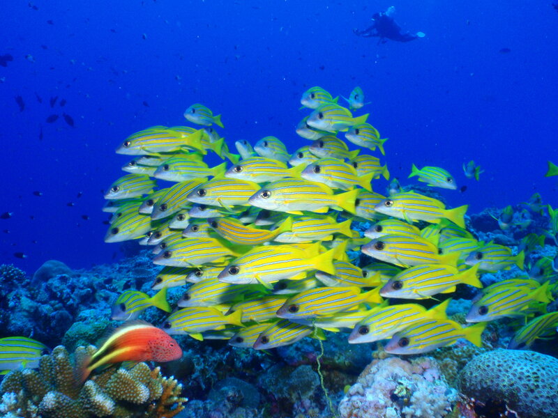 School of yellow fish underwater