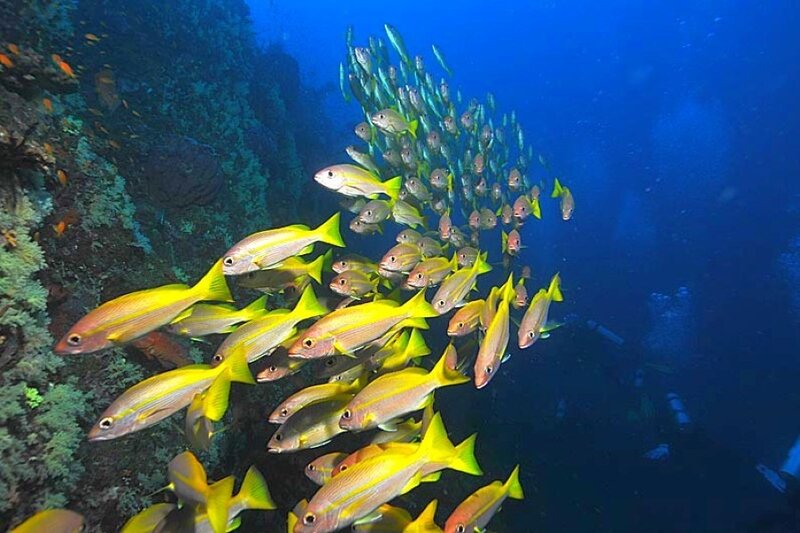 School of yellow fish underwater
