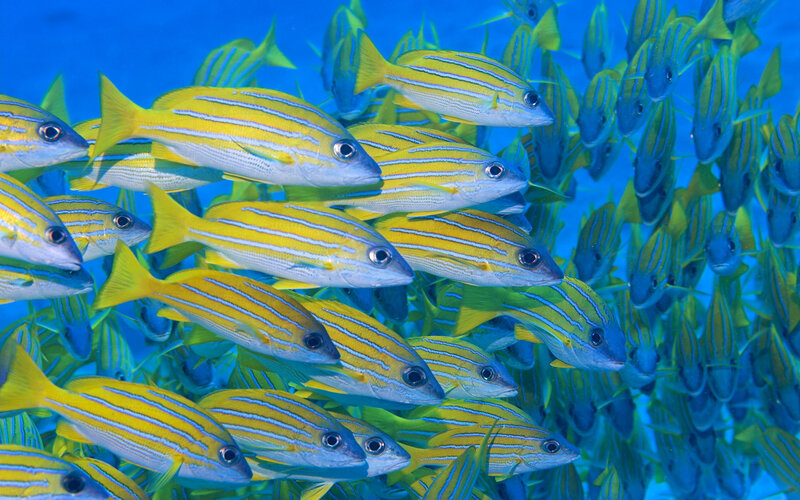 school of yellow fish underwater