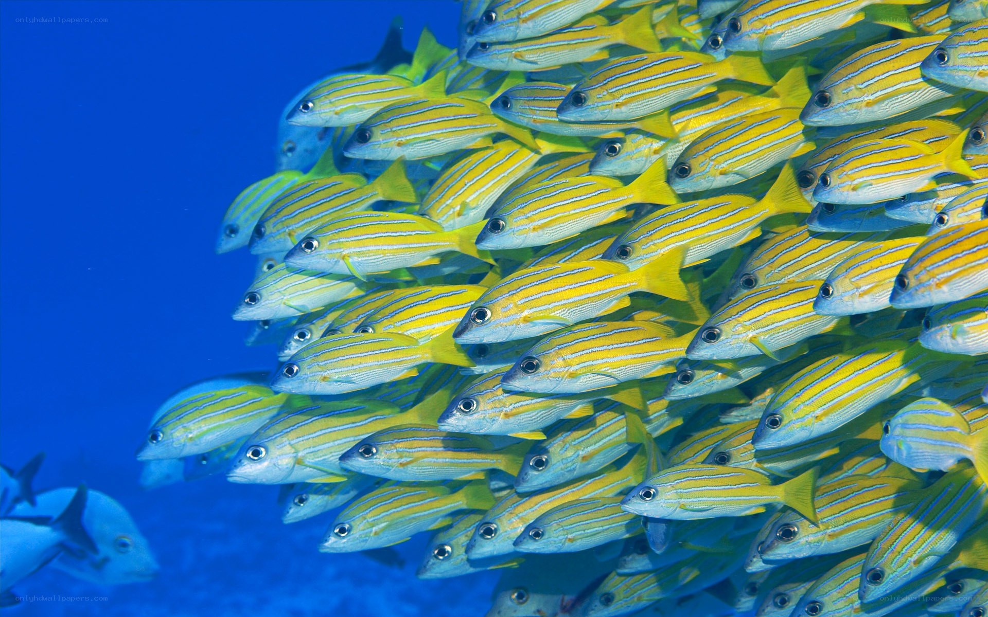 school of yellow fish