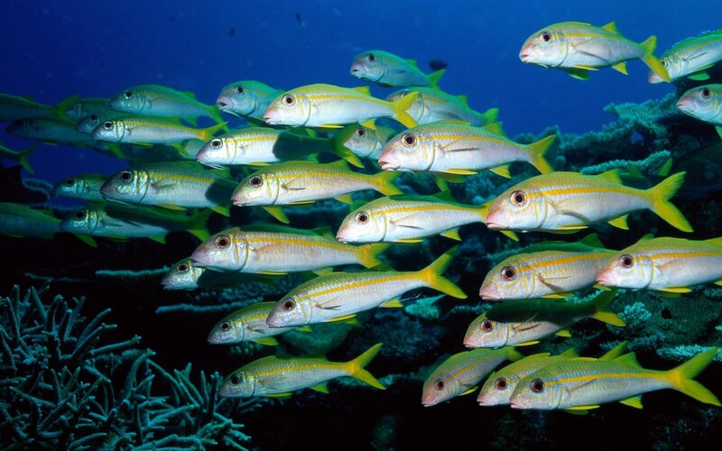 School of yellow goatfish