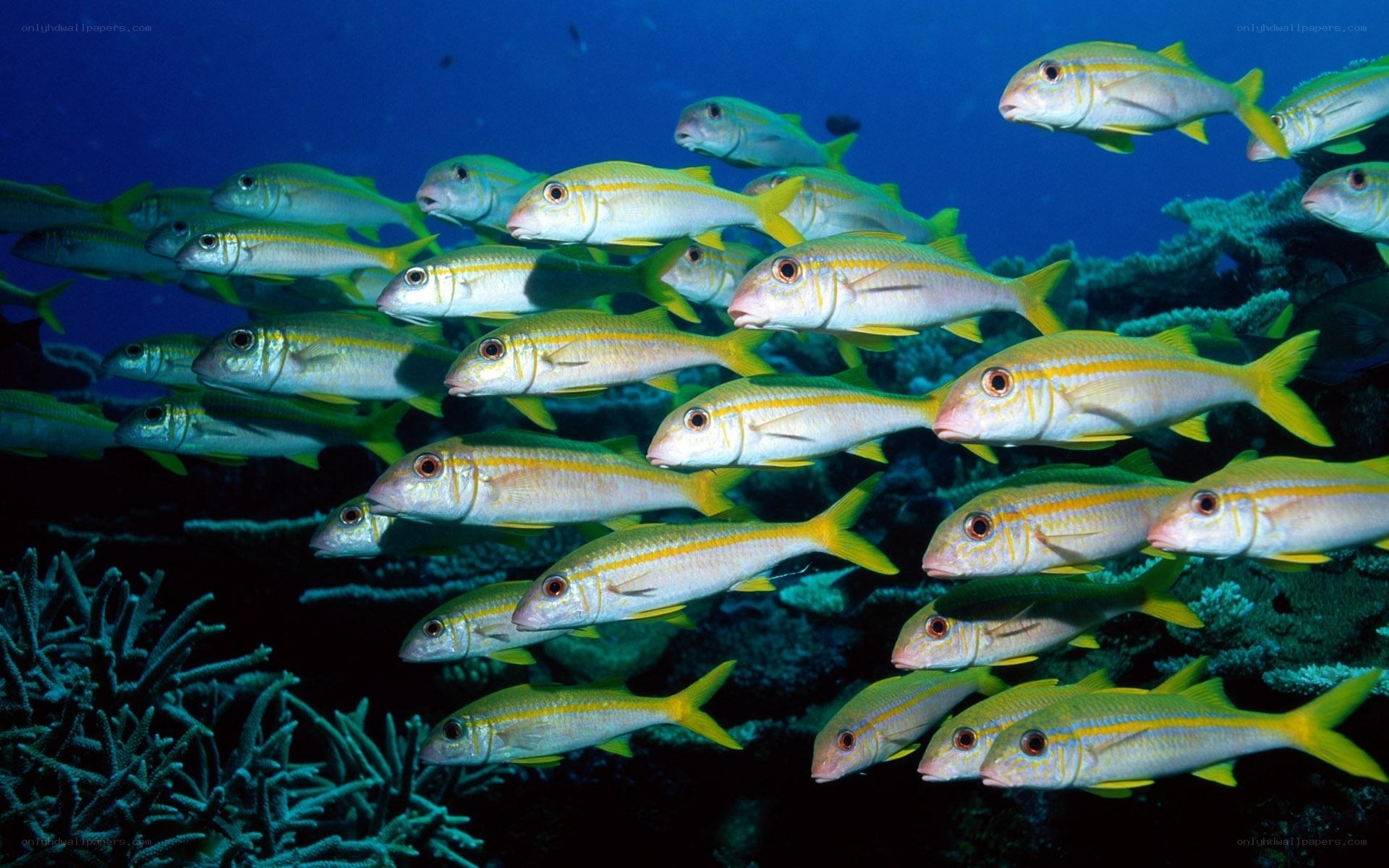 School of yellow goatfish