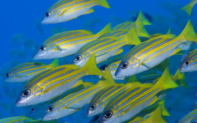school of yellow-striped fish
