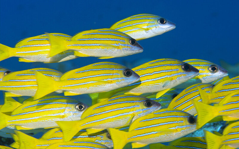 School of yellow striped fish