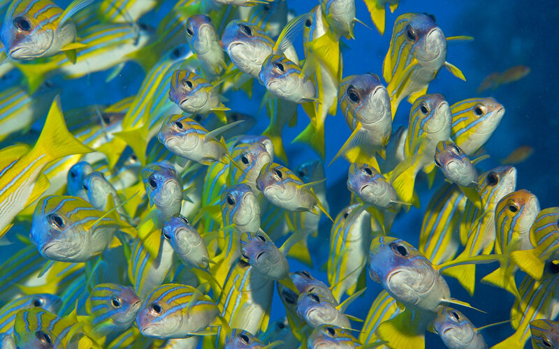school of yellow-striped fish