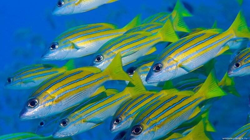 school of yellow-striped fish