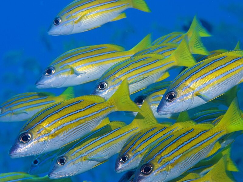 School of yellow-striped fish