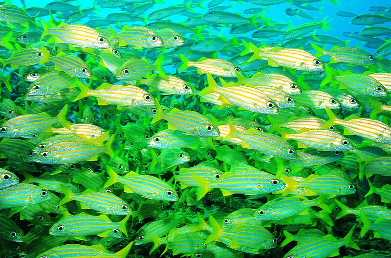 school of yellow-striped fish