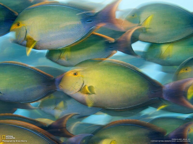 School of yellowtail surgeonfish