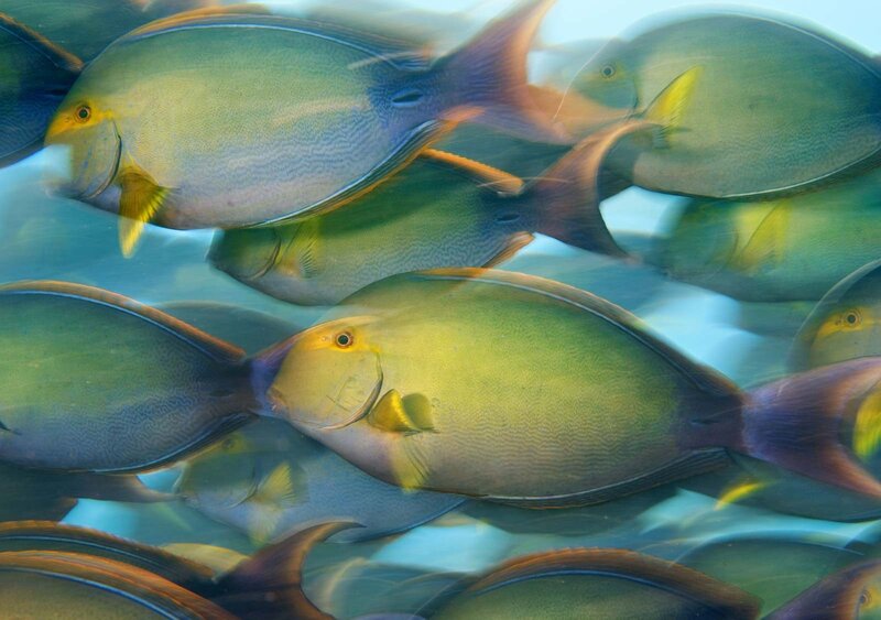 School of yellowtail surgeonfish