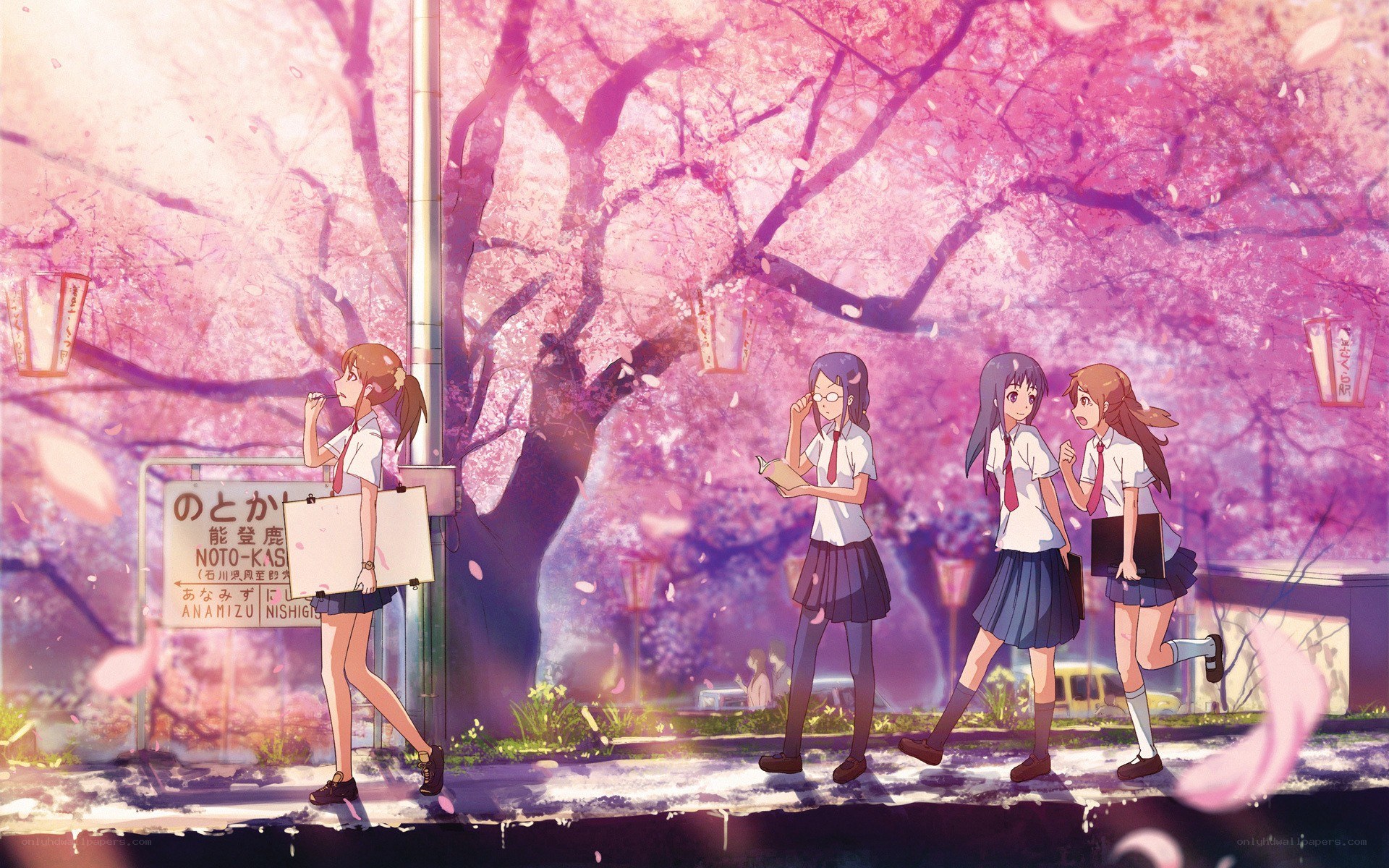 Schoolgirls under cherry blossoms