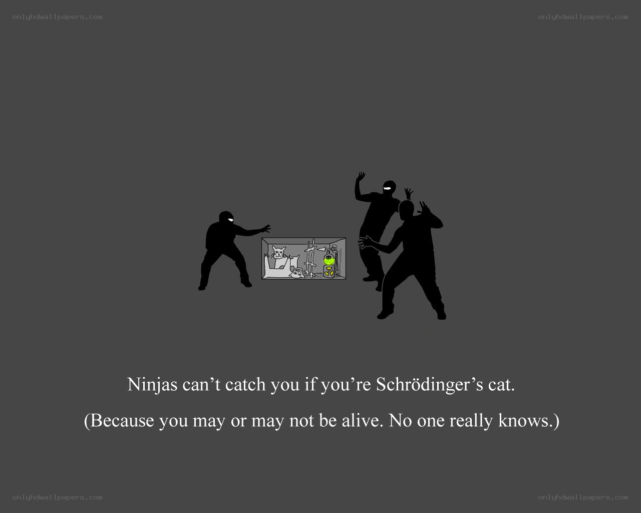 Schrödinger's cat humor