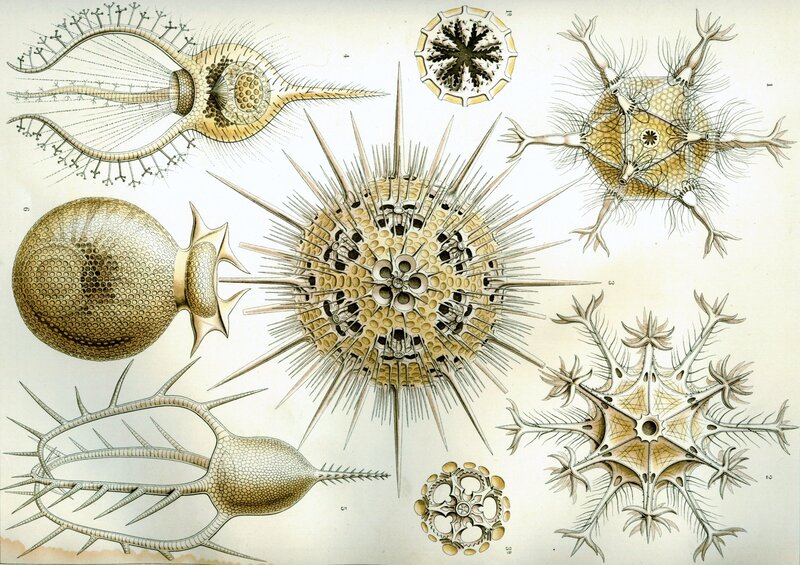 Scientific illustration of radiolarians