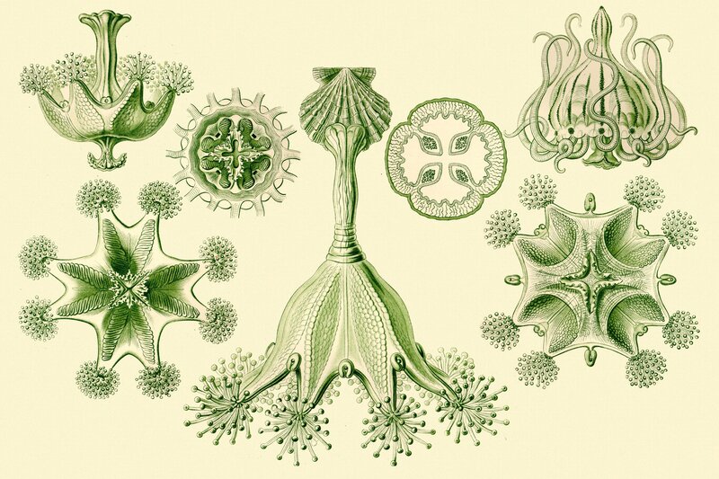Scientific illustrations of sea anemones
