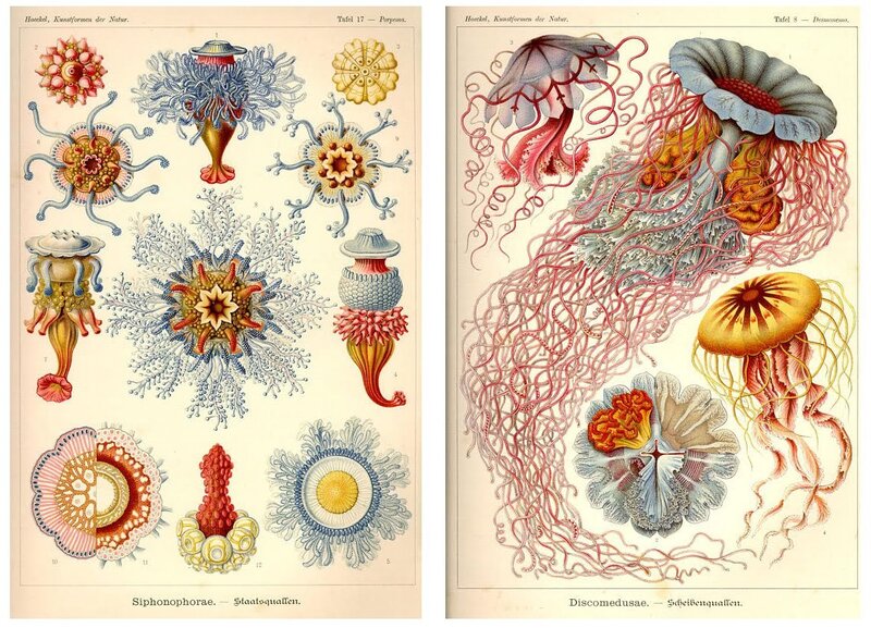 Scientific illustrations of sea creatures