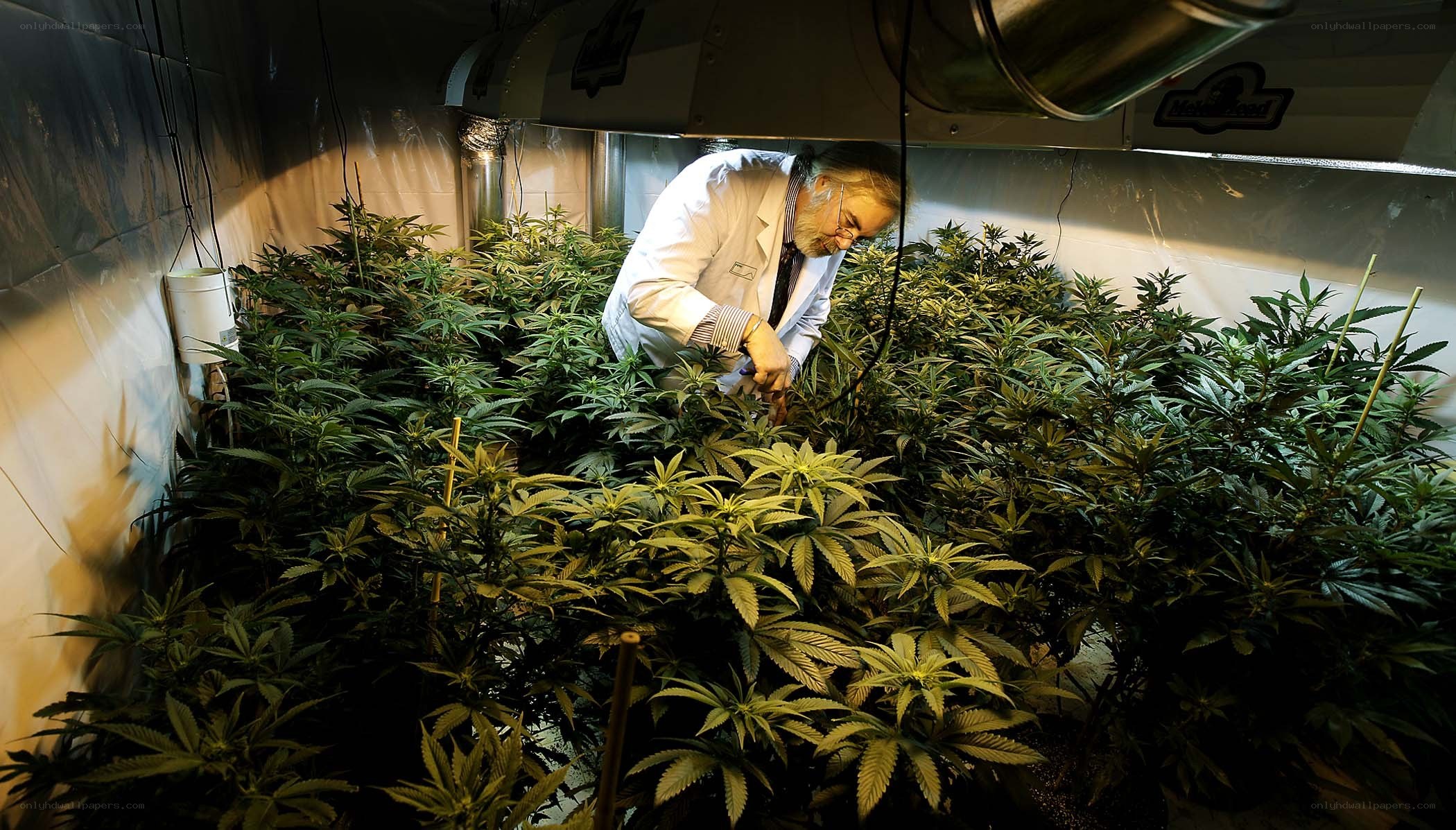 Scientist tending cannabis plants