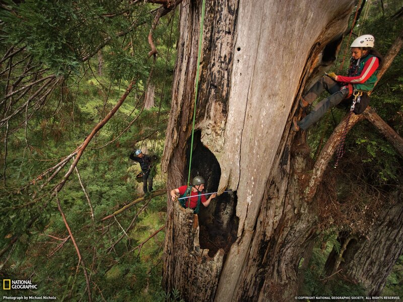 Scientists climbing a giant tree