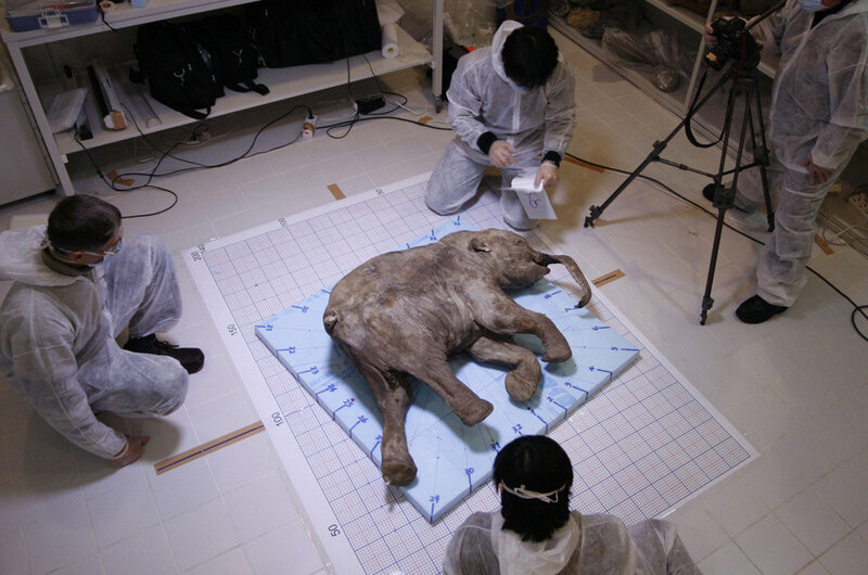 Scientists examine mammoth specimen