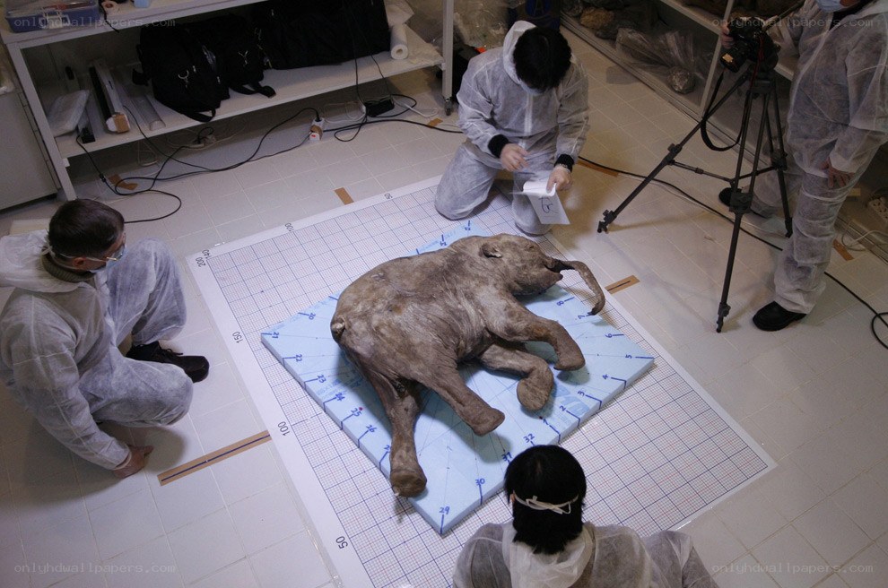 Scientists examine mammoth specimen