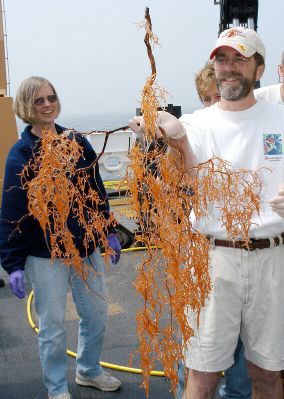 Scientists holding marine algae