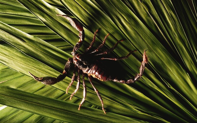 Scorpion on a green leaf