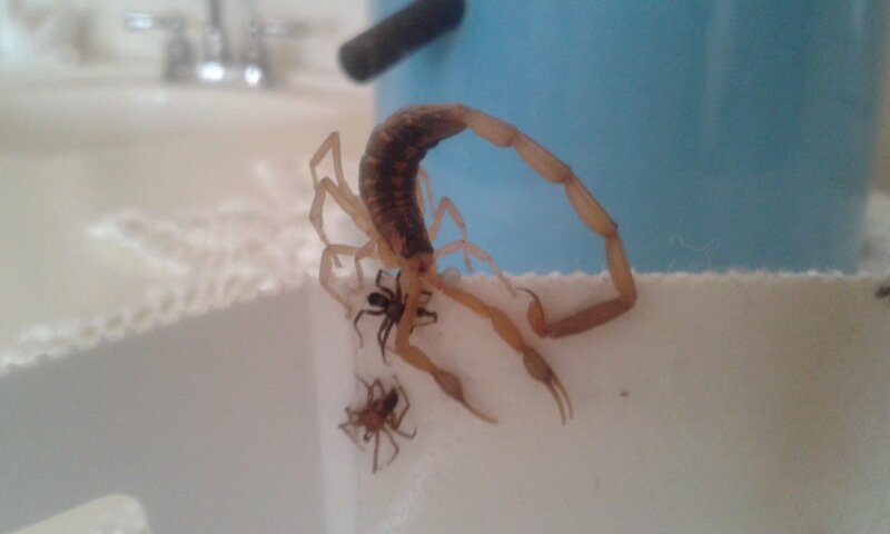 Scorpion on Bathroom Counter