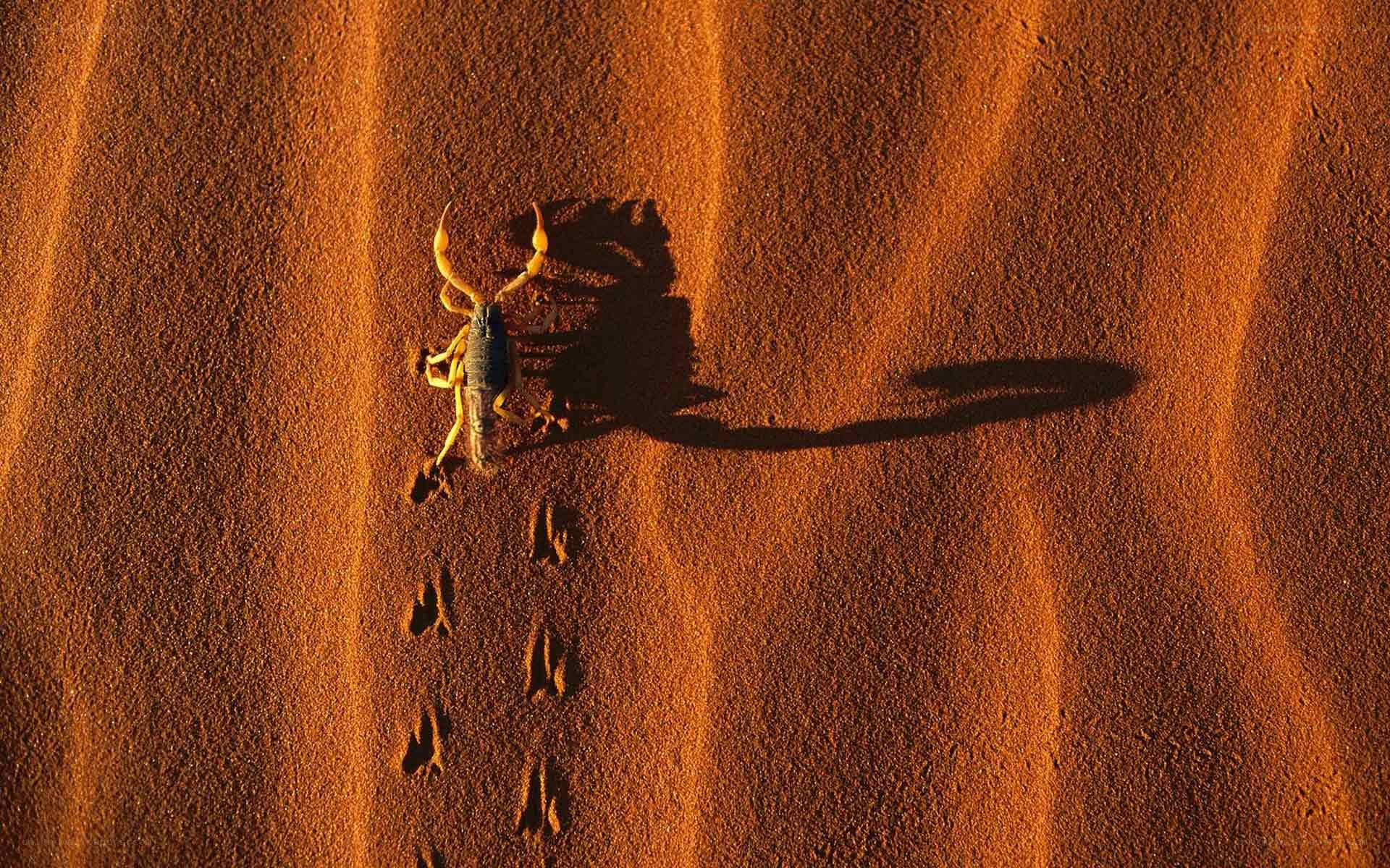 Scorpion on desert sand