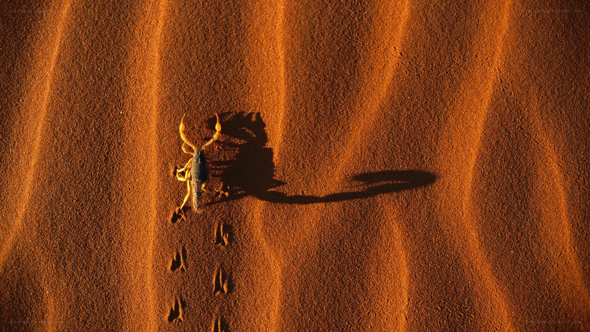 scorpion on desert sand