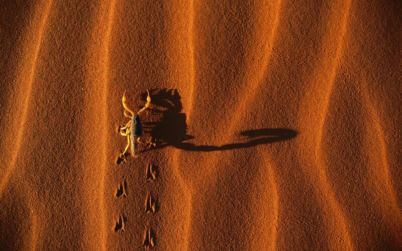 Scorpion on desert sand