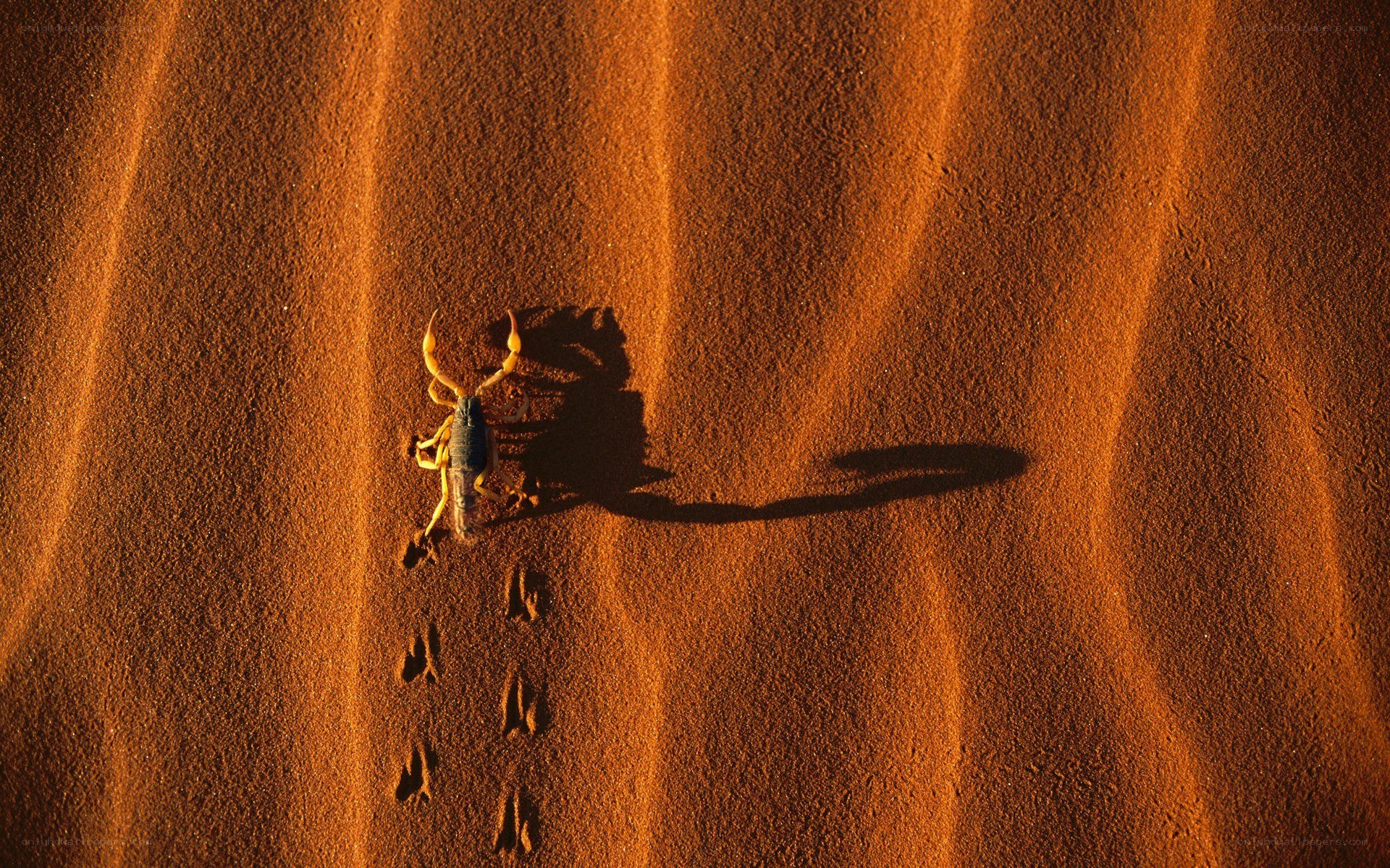 Scorpion on desert sand
