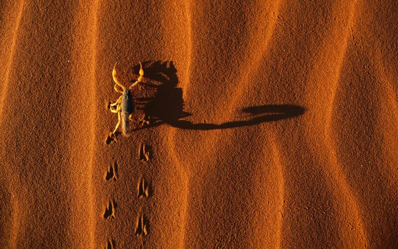 Scorpion on desert sand