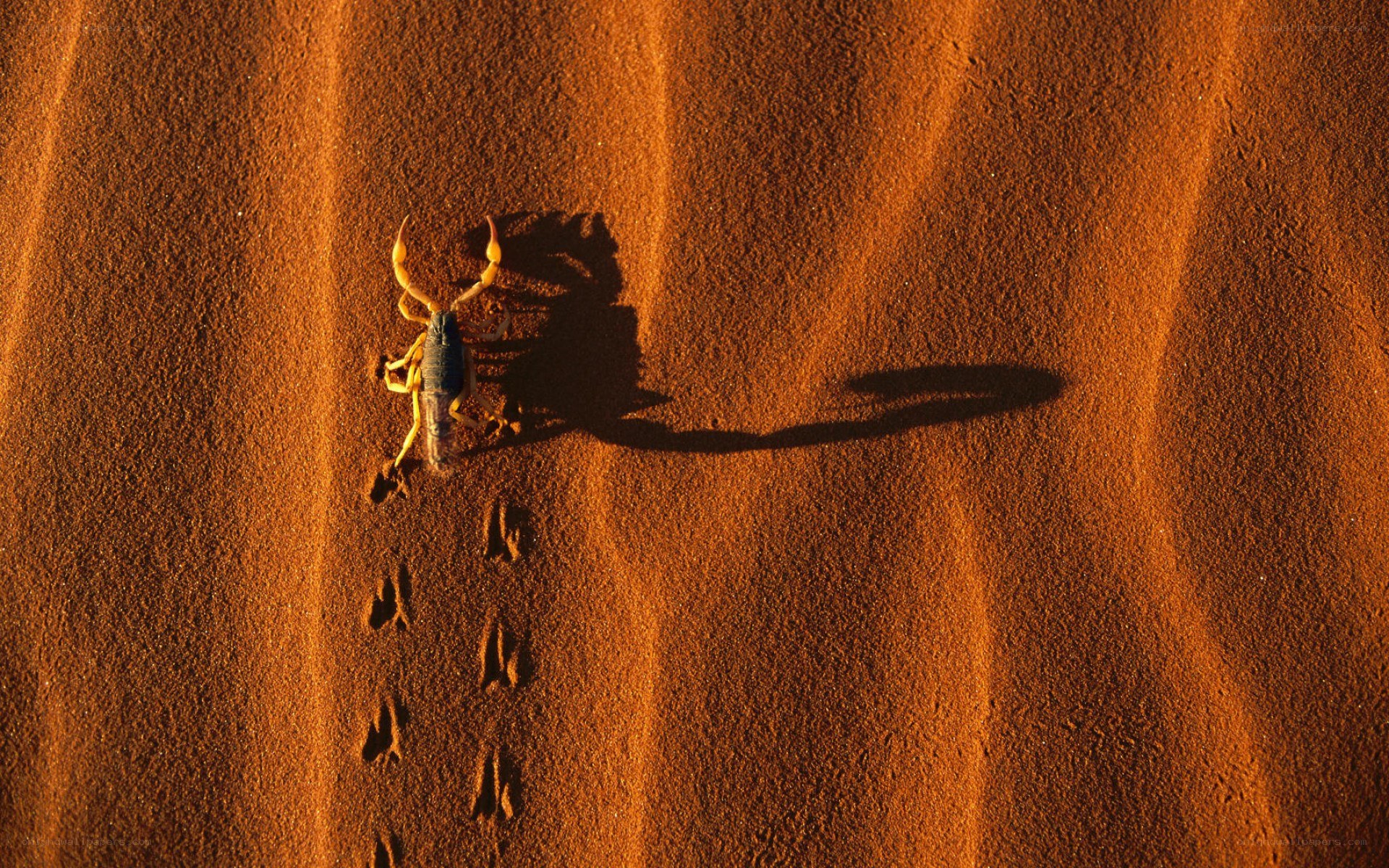 Scorpion on desert sand