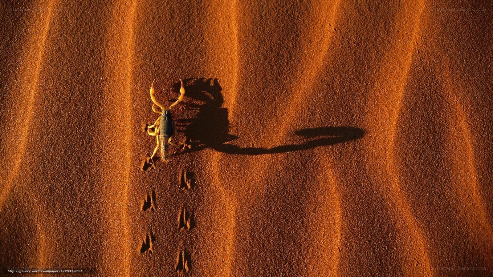 scorpion on desert sand