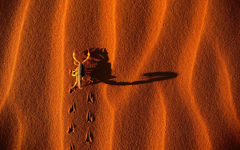 Scorpion on desert sand
