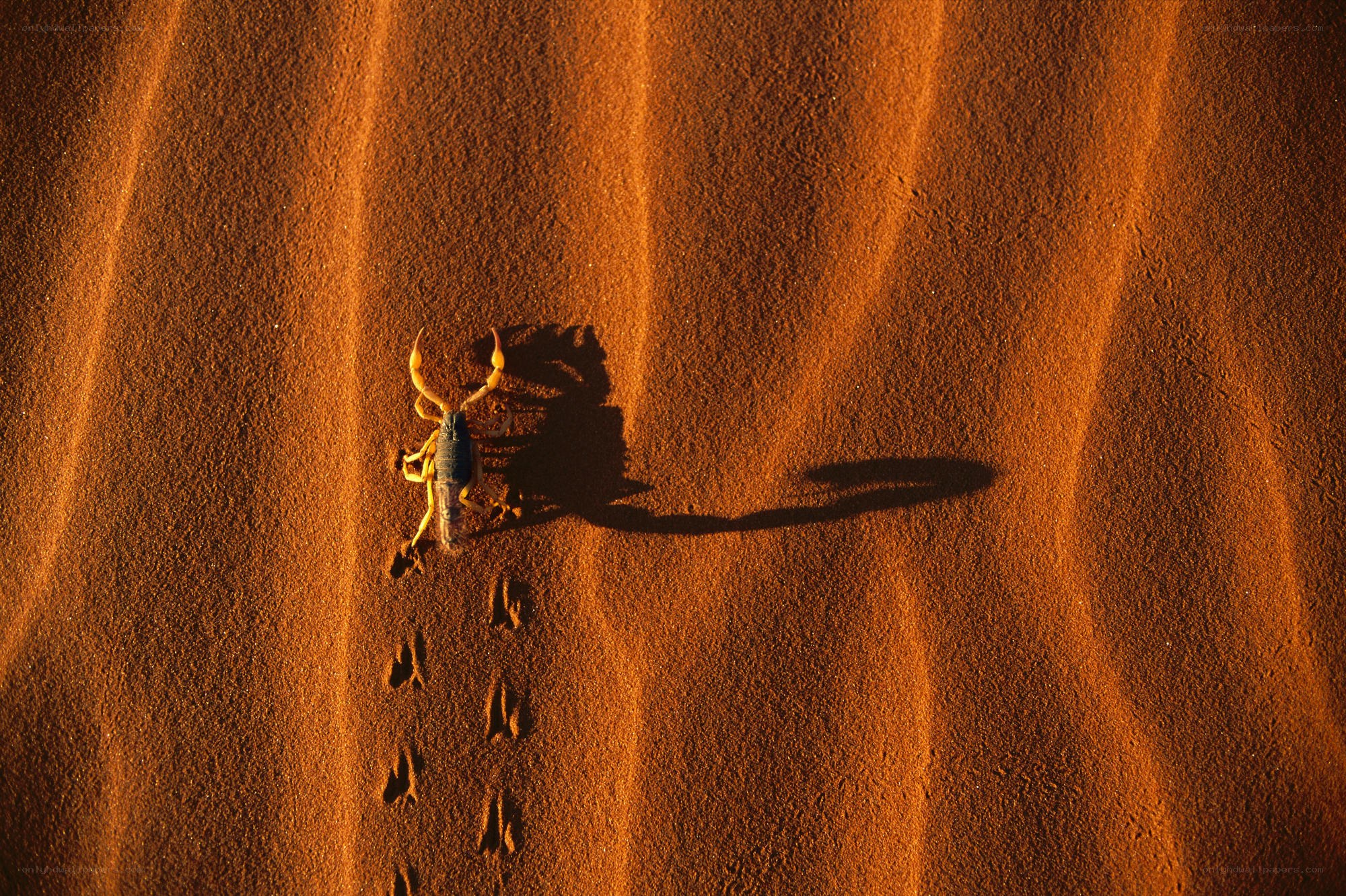 Scorpion on desert sand