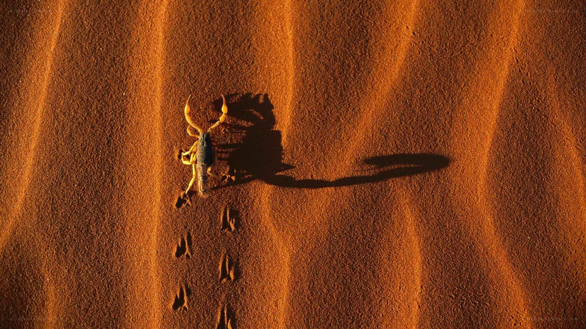 scorpion on desert sand