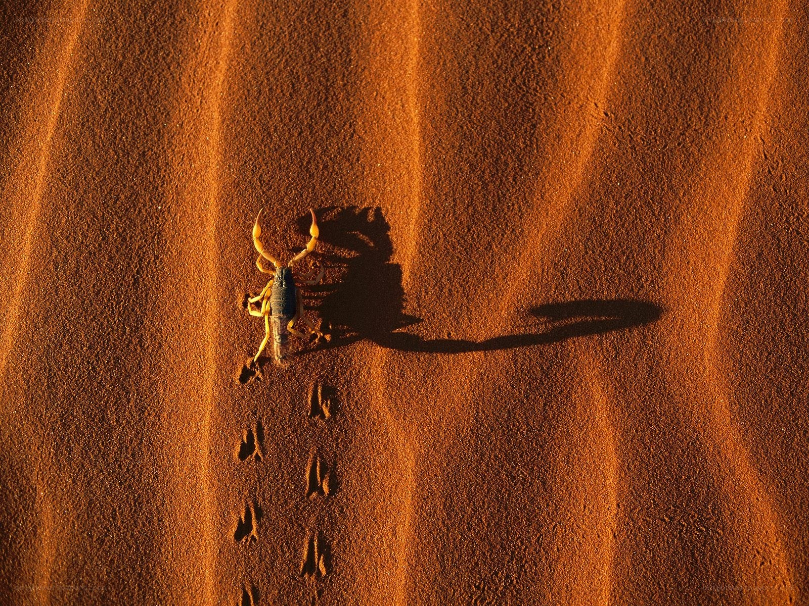 Scorpion on desert sand