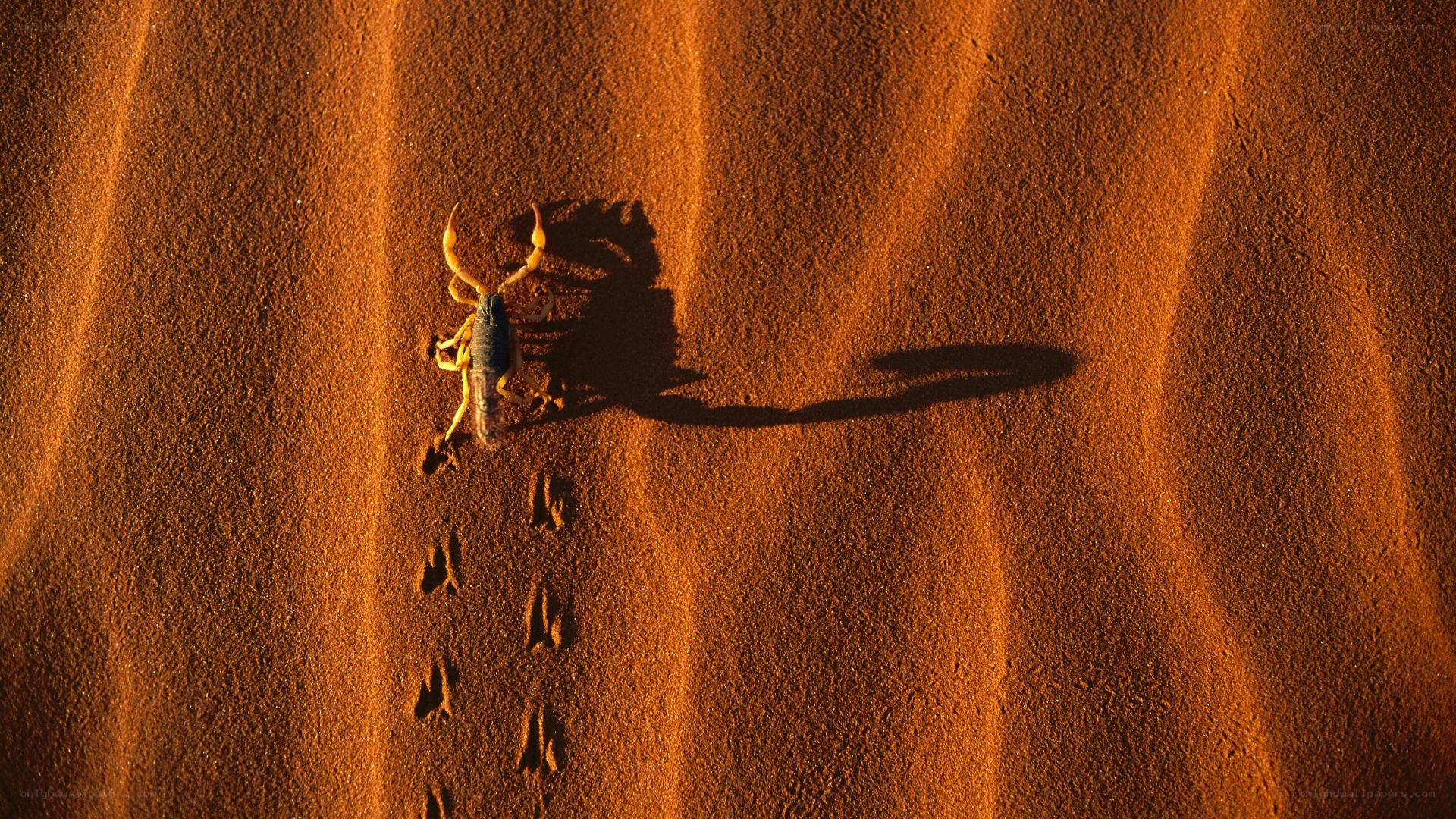 Scorpion on desert sand