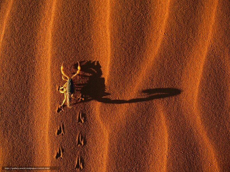 scorpion on desert sand