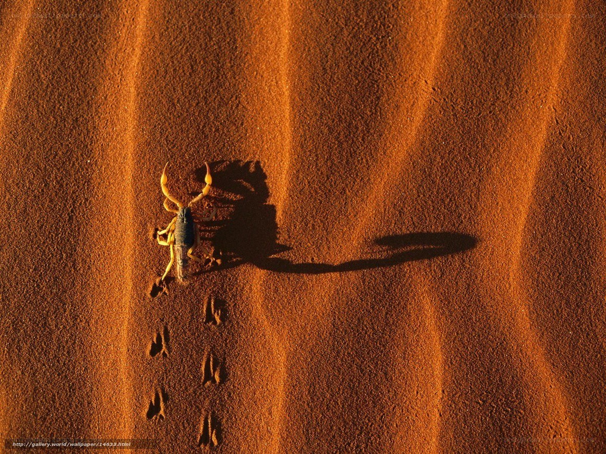 scorpion on desert sand