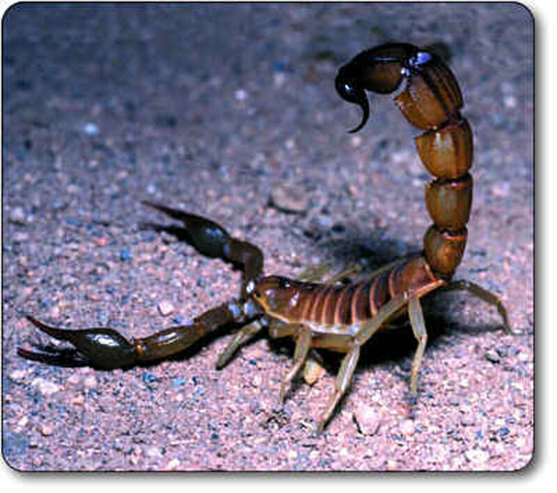 Scorpion on Gravel